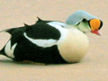 King Eider